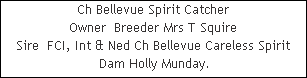 Ch Bellevue Spirit Catcher

















Owner  Breeder Mrs T Squire

















Sire  FCI, Int & Ned Ch Bellevue Careless Spirit











 Dam Holly Munday.